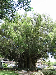 CairnsTC434 Chauve-souris